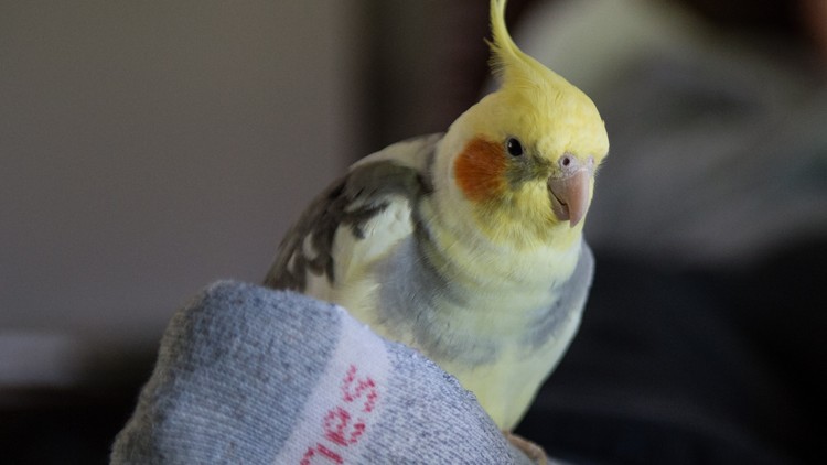 Chappie, the Alzheimer’s service bird, comes home